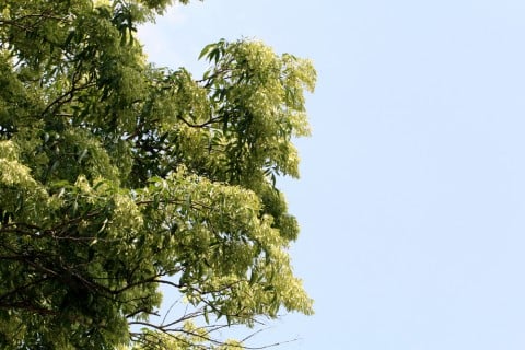シマトネリコ 花