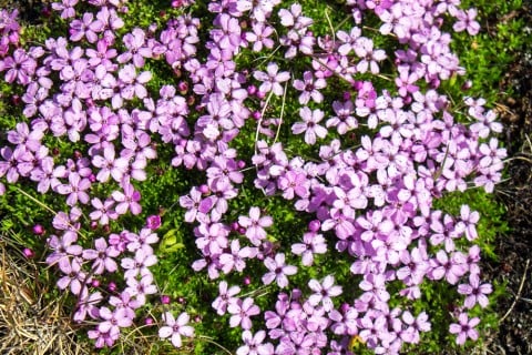 シバザクラ 手入れ 芝桜