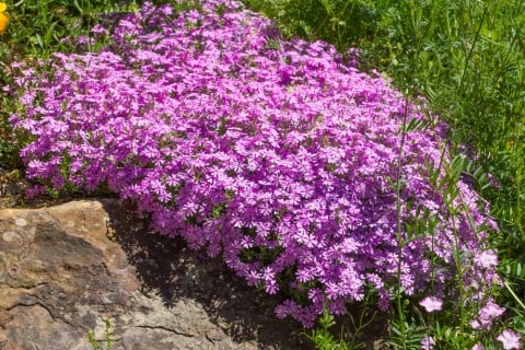 芝桜 植え替え
