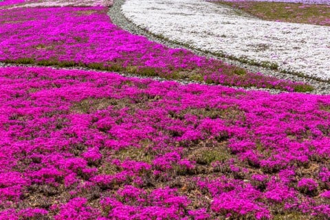 芝桜 開花期 名所