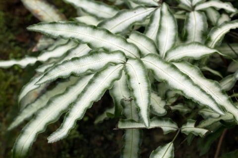 プテリス シダ 観葉植物