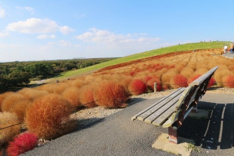 コキア ガーデニング 帚木 ほうき草 庭 地植え