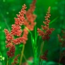 アスチルベの花言葉と育て方!種類や苗植えの時期と方法は? アスチルベ