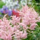 ピンク色の花10選!春・夏・秋・冬の季節の名前