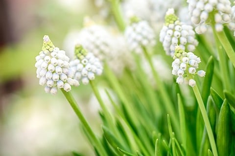 ムスカリ 白 花 地植え 品種 種類