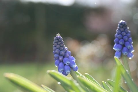 ムスカリ 花 アップ 青 剪定 茎 伸びすぎ
