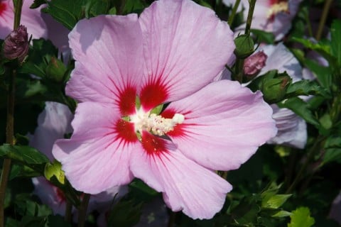 ムクゲ 木槿 花 アップ ピンク 一重