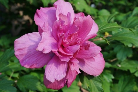 ムクゲ 木槿 八重 ピンク 地植え 花 アップ