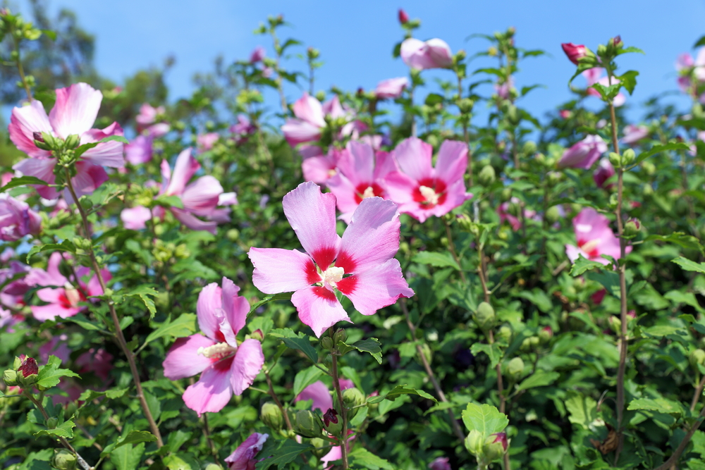 ムクゲの育て方!挿し木や剪定の時期と方法は? - HORTI 〜ホルティ〜 by GreenSnap