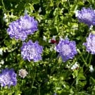 スカビオサの育て方|種まきや苗の植え方や時期は?夏と冬で違う? スカビオサ