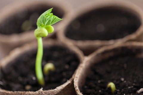 種まき ポット 芽 発芽 植物