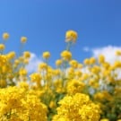 【菜の花の花言葉】開花時期と見頃の季節、英語名や種類は? ナノハナ