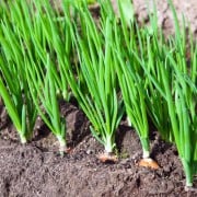 ネギの種類 太い 細いなど特徴の違いや有名な品種は Horti ホルティ By Greensnap ネギの種類 太い 細いなど特徴の違いや有名な品種は Horti ホルティ By Greensnap