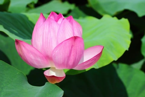 蓮 ハス 花 ピンク 開花 池