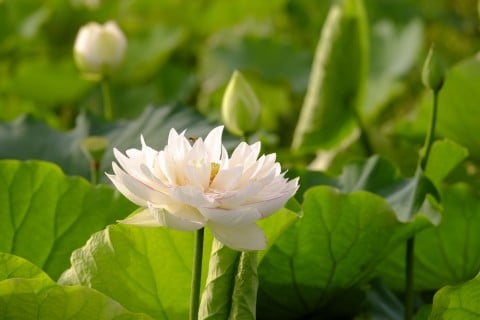 蓮 ハス 花 白 八重 自生 つぼみ
