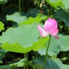 蓮(ハス)の育て方|種まきでの栽培や植え替えの方法は? ハス