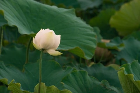 ハス 蓮 白 水 茎 葉っぱ 水生生物