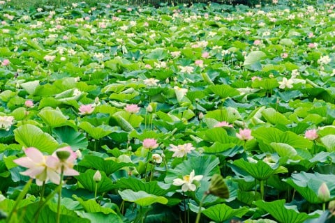 蓮 水生植物 株 いっぱい 花 ハス