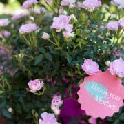 ミニバラの剪定と増やし方 挿し木の時期や方法は Horti ホルティ By Greensnap