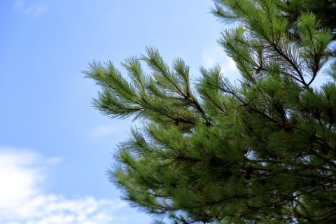 マツ 松 木 枝 空 地植え