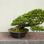 ミニ盆栽の作り方と育て方 手入れの基本 用土や水やりのコツは Horti ホルティ By Greensnap