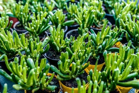 金のなる木 カネノナルキ 宇宙の木 ウチュウノキ 品種 種類