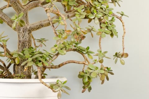 カネノナルキ 金のなる木 鉢植え