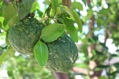 ユズ 実 柚子 緑 葉っぱ 地植え