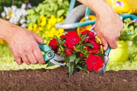 剪定 花 地植え 赤 花 ハサミ 切り戻し