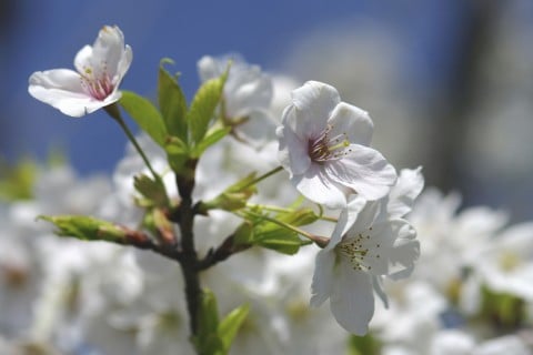 オオシマザクラ 地植え 花 桜