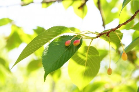 オオシマザクラ 地植え 実 葉 桜