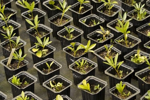 育苗ポット 苗 新芽 双葉 植え付け
