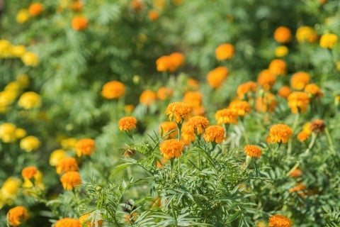 カレンデュラ 地植え オレンジ 花 金盞花 キンセンカ ポットマリーゴールド