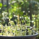 豆苗の育て方|水やりや肥料、栽培のコツは?夏と冬で違う? エンドウ