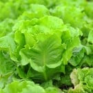 【野菜のプロ監修】レタスの栽培!育て方のポイントや種まきの方法は? レタス