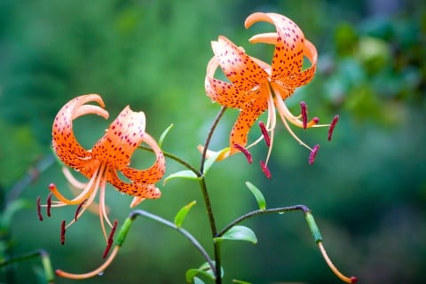 オニユリ 地植え 花 テンガイユリ