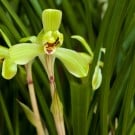 春蘭(シュンラン)の花言葉と育て方!鉢植えでの栽培方法は? シュンラン