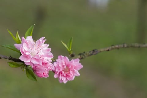 モモ　花　枝　地植え　桃