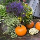 秋の寄せ植えにおすすめの花8選!合わせやすさなどの相性や特徴は?