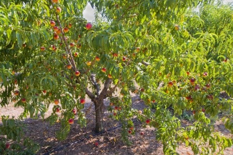 桃の木の育て方!栽培のポイントや鉢植えの方法は? - horti 〜ホルティ〜 by GreenSnap