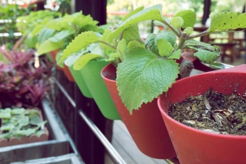 植物 鉢植え 種類