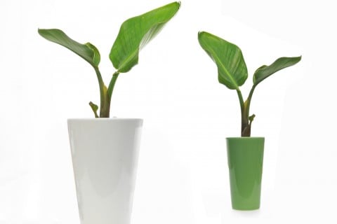 植木鉢 バナナ