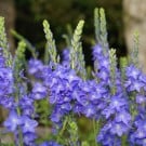 ベロニカの花言葉と育て方|花の種類や開花時期は? ベロニカ