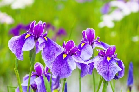 アヤメ(文目/菖蒲)の育て方!種まきや苗植えの時期と方法は? - horti 〜ホルティ〜
