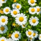 春に咲く白い花15選|名前や種類、花言葉は?