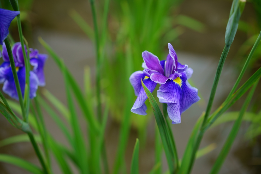 花菖蒲(ハナショウブ)の育て方！植え替えや株分けの時期と方法は？ - horti 〜ホルティ〜 by GreenSnap