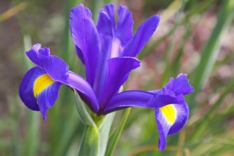 ハナショウブ 花菖蒲 地植え 青 (2)
