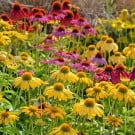 春に咲く黄色の花まとめ。花言葉や特徴は?