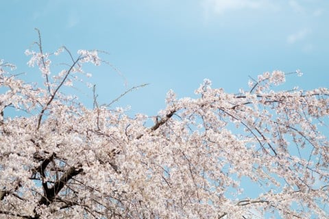 枝垂桜 シダレザクラ サクラ 地植え