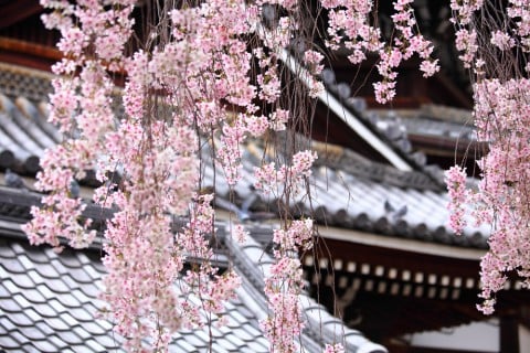 枝垂桜 シダレザクラ サクラ 地植え